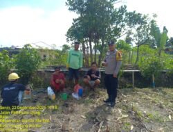 Bhabinkamtibmas Polsek Siantar Marihat Sambagi Warganya di Ladang Jagung