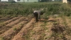 Bhabinkamtibmas Polsek Siantar Selatan Sambangi Warga Binaan