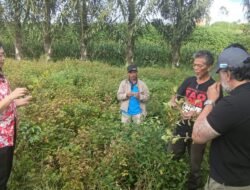 Wakil Bupati Humbahas Junita Rebeka Marbun Bersama Kementerian Pertanian Tinjau Budidaya Nilam