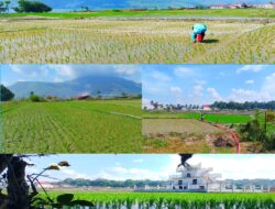 Masyarakat Samosir Khawatir Kemarau Panjang Terulang di 2026, Petani Tetap Bertahan Meski Terancam Gagal Panen.