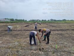 Bhabinkamtibmas Polsek Siantar Marihat Sambangi Warganya Tanam Jagung