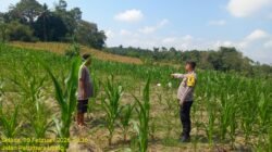 Bhabinkamtibmas Polsek Siantar Marihat Monitoring Lahan Jagung Warga Binaan