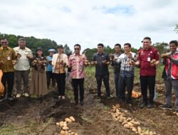 Bupati Humbahas Panen Kentang Milik BUMDes Sipalakki Makmur