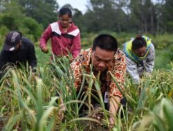 Bupati Humbahas Panen Bawang Putih di Lintongnihuta, Hasil Memuaskan
