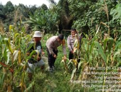 Polsek Siantar Selatan Monitoring Perkembangan Tanaman Jagung Warga Binaan