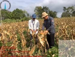 Gerakan Pengendalian Inflasi, Bupati Humbahas Panen Jagung di Paranginan