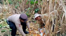 Bhabinkamtibmas Polsek Siantar Barat Panen Jagung Bersama Warga Binaan