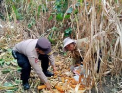 Bhabinkamtibmas Polsek Siantar Barat Panen Jagung Bersama Warga Binaan