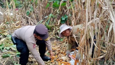 Bhabinkamtibmas Polsek Siantar Barat Panen Jagung Bersama Warga Binaan