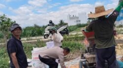 Dukung Ketapang, Polsek Siantar Marihat Monitoring Panen Jagung Warga Binaan