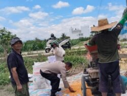 Dukung Ketapang, Polsek Siantar Marihat Monitoring Panen Jagung Warga Binaan