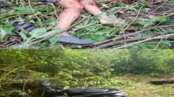 Wisman dan Pengemudi Sepeda Motor Tewas dalam Kecelakaan di Jalur Tele–Air Terjun Efrata Samosir.