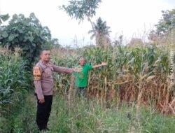 Bhabinkamtibmas Polsek Siantar Martoba Monitoring Ladang Jagung Warga