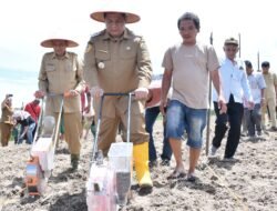 Gubsu Bantu Bibit Jagung 40 Hektare, Bupati Vandiko Turun Lapangan Tanam Benih Bersama Petani Samosir