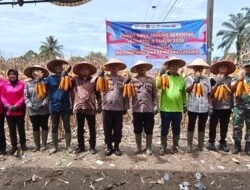 Dipimpin Langsung Presiden Prabowo secara Virtual, Polres Simalungun Sukseskan Panen Raya Jagung Serentak Kuartal II 2026 di Nagori Muara Mulia