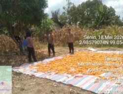 Dukung Ketapang, Kapolsek Siantar Utara Dampingi Petani Binaan Panen Jagung