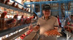 Bupati Humbahas Tinjau Peternakan Ayam Petelur Milik BUMDes di Lintongnihuta