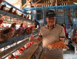 Bupati Humbahas Tinjau Peternakan Ayam Petelur Milik BUMDes di Lintongnihuta