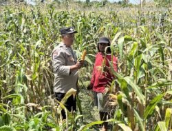 Polri Bersama Masyarakat, Polsek Siantar Barat Bersama Petani Binaan Panen Jagung