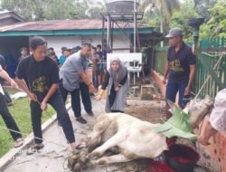 Momentum Idul Adha 1447 H, PTPN IV Regional II Kebun Bah Birung Ulu Sembelih 12 Hewan Kurban