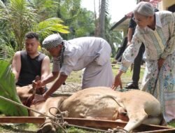 Polres Pematang Siantar iantar Laksanakan Penyembelihan Hewan Kurban Idul Adha 1447 H