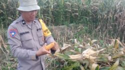 Bhabinkamtibmas Panen Jagung Bersama Petani Binaan