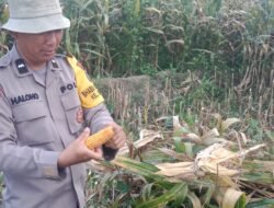 Bhabinkamtibmas Panen Jagung Bersama Petani Binaan
