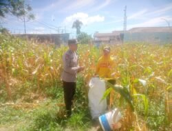 Bhabinkamtibmas Polsek Siantar Marihat Monitoring Panen Jagung Petani Binaan