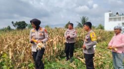 Kapolsek Siantar Marihat Dampingi Penjualan Jagung Petani Binaan ke Bulog Cabang Pematang Siantar