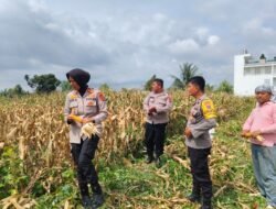 Kapolsek Siantar Marihat Dampingi Penjualan Jagung Petani Binaan ke Bulog Cabang Pematang Siantar