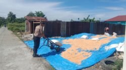 Dukung Ketapang, Kapolsek Siantar Selatan Bantu Petani Binaan Jemur Hasil Panen Jagung