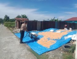 Dukung Ketapang, Kapolsek Siantar Selatan Bantu Petani Binaan Jemur Hasil Panen Jagung