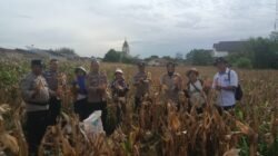 Kapolsek Siantar Selatan Bersama Personil Panen Jagung Bersama Petani Binaan