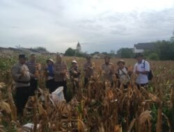 Kapolsek Siantar Selatan Bersama Personil Panen Jagung Bersama Petani Binaan