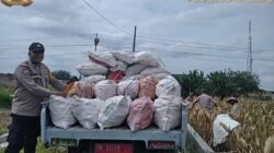Bhabinkamtibmas Polsek Siantar Selatan Bersama Petani Binaan Panen Jagung