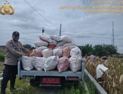 Bhabinkamtibmas Polsek Siantar Selatan Bersama Petani Binaan Panen Jagung