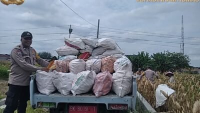 Bhabinkamtibmas Polsek Siantar Selatan Bersama Petani Binaan Panen Jagung