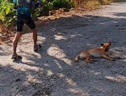 Honor Marshall Tak Jelas, Anjing Berkeliaran di Jalur, EO TOTK by UTMB Samosir Bungkam