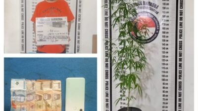 Tanam Ganja Dipot, Polres Pematangsiantar Amankan MH Dari Terminal Ex Sukadame
