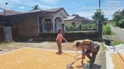 Polsek Siantar Marihat Monitoring Petani Binaan Jemur Hasil Panen Jagung