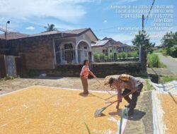 Polsek Siantar Marihat Monitoring Petani Binaan Jemur Hasil Panen Jagung