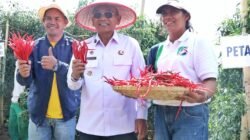 Dorong Komoditas Unggulan Tingkatkan Kesejahteraan Petani, Bupati Simalungun Lakukan Panen Raya Cabai Lokal Siboras