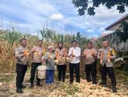 Kapolsek Siantar Selatan Panen Jagung Bersama Warga Binaan 