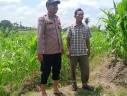 Dukung Ketapang, Bhabinkamtibmas Polsek Siantar Utara Cek Lahan Petani Binaan