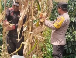 Bhabinkamtibmas Polsek Siantar Selatan Bersama Petani Binaan Panen Jagung