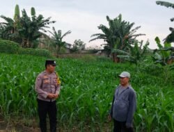 Bhabinkamtibmas Polsek Siantar Utara Turun ke Lahan Jagung, Beri Semangat Petani Hadapi Serangan Ulat Daun