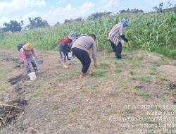 Bhabinkamtibmas Polsek Siantar Timur Cek Lahan Jagung Petani Binaan