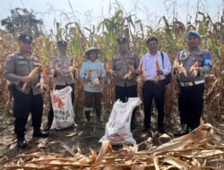 Polsek Siantar Selatan Panen Jagung Bersama Petani Binaan di Jalan Bendungan
