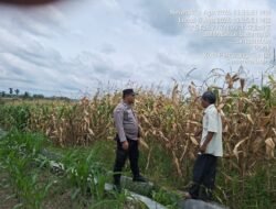 Bhabinkamtibmas Polsek Siantar Marihat Sambang dan Monitoring Lahan Jagung Petani Binaan