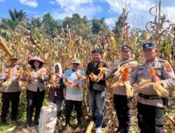 Polsek Siantar Selatan Bersama Petani Binaan Panen Jagung di Jalan Manunggal Karya